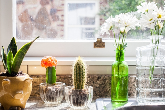 Plants as decor in the kitchen